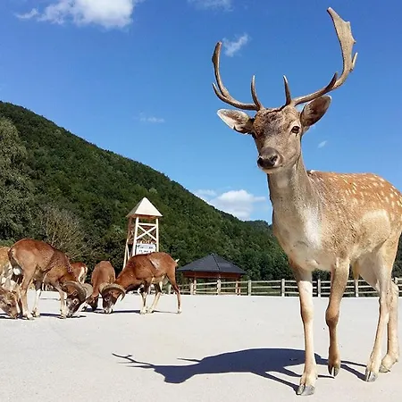 Apartmán F95 Aqualuna Kamp Natura Swimming Card Not Included *